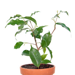 Ficus benjamina or Weeping Fig (cultivar Monique) in flowerpot isolated on white background