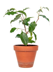 Ficus benjamina or Weeping Fig (cultivar Monique) in flowerpot isolated on white background