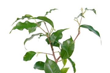 Branch of Ficus benjamina or Weeping Fig (cultivar Monique) with green leaves isolated on white background