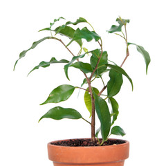 Ficus benjamina or Weeping Fig (cultivar Monique) in flowerpot isolated on white background