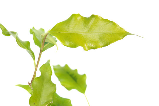 Branch of Ficus benjamina or Weeping Fig (cultivar Golden Monique) with green leaves isolated on white background