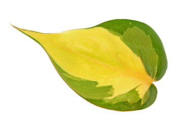 Variegated green leaf of Philodendron hederaceum var. oxycardium (syn. Philodendron scandens subsp....
