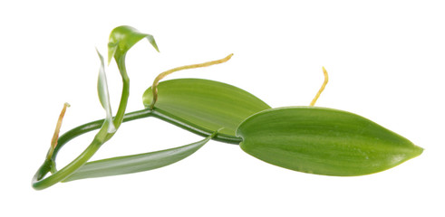 Branch of Vanilla planifolia or flat-leaved vanilla plant with green foliage isolated on white background