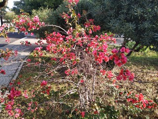 Buganvilla de color rosado, flor tropical con hojas verdes. En Ayamontes, España, Andalucia.