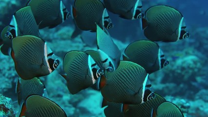 Group of redtail butterflyfish or Pakistani butterflyfish (Chaetodon collar) in a coral reef, Maldives, Indian Ocean, slow motion