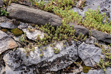 The undersized plant (Sedum album) grows on stones