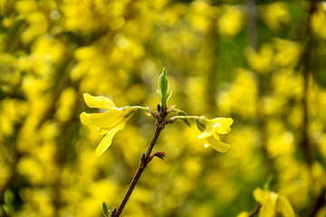 Flowering forsythia in springtime. A branch with yellow flowers Forsythia on blurred background of flowering shrubs. Blooming yellow flowers of Forsythia plant of the family Oleaceae.