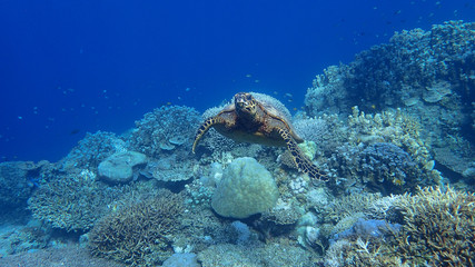 A juvenile hawksbill sea turtle swims above a coral reef in search for food.