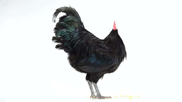 black rooster australorp (Gallus gallus) with dark green plumage on white screen