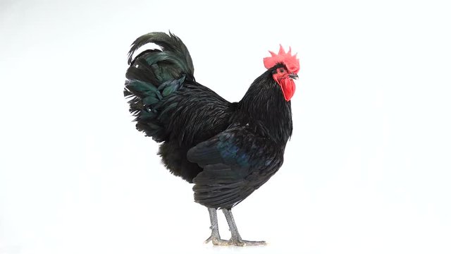 black rooster australorp (Gallus gallus) with dark green plumage on white screen