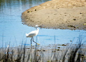 A snowy egret in a salt-marsh in the low country of South Carolina.