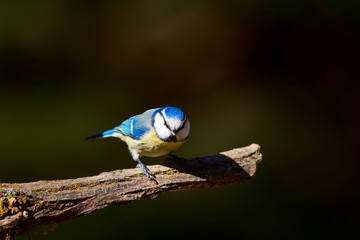Cute little colorful bird. Blue Tit. Dark nature background. Bird species: Eurasian Blue Tit. Cyanistes caeruleus.