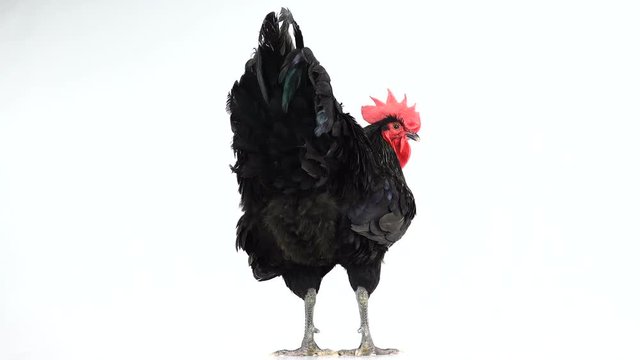 black rooster australorp (Gallus gallus) with dark green plumage on white screen