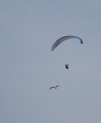 paraglider in the sky with seagull