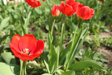 Obraz premium Many beautiful tulips in garden on sunny day, space for text. Blooming spring flowers