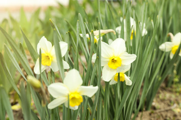 Many beautiful narcissi in garden. Blooming spring flowers