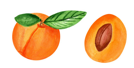 Ripe apricot with green leaf and peace of apricot. Orange fruit isolated. Watercolor illustration on white background.
