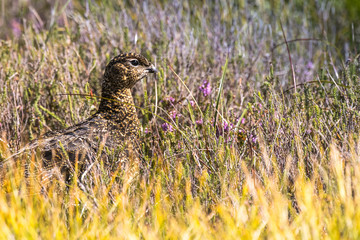 Scottish grouse, Lagopus in natural environment in Scotland