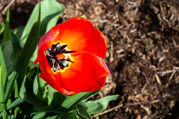 Red Tulip blooming in garden during spring.