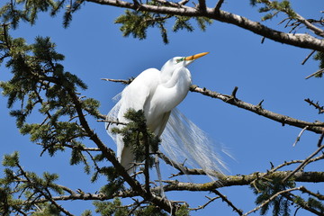 Great Egret in the pines