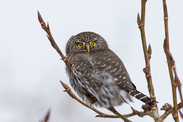 Northern pygmy owl