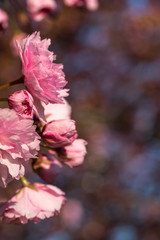 Pink japanese cherry blossoms in spring