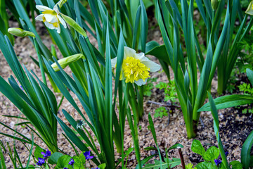 Obraz premium Нарцисс