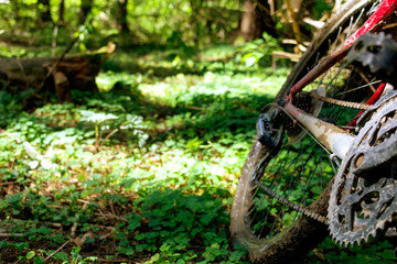 Mountain bike in green forest. View from bike wheel