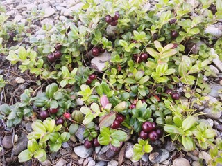 flowers in the garden