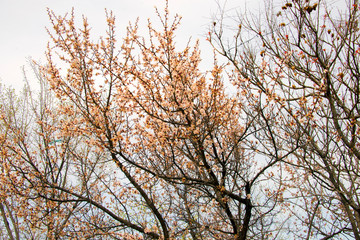 Абрикос цветёт