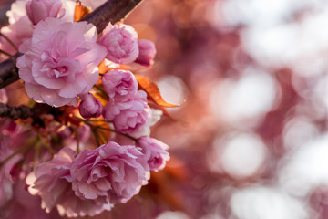 Naklejka na ściany i meble Pink japanese cherry blossoms in spring