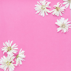 white  chrysanthemum flowers on a bright pink back ground with copy space