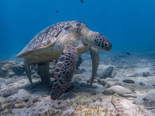 Obraz premium Green sea turtle's weird behavior standing with the tip of its four limbs touching the seafloor. It is either resting or having cleaned by cleaner fish.