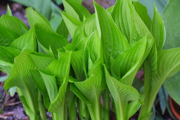 hosta