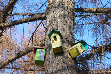 Three colorful birdhouses: green and yellow, on the trunk of an old larch in the Park on the background of branches with cones and blue spring sky.