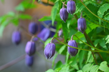 Obraz premium clematis