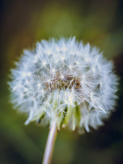 Wishie/wishy flower Dandelion flower seedhead, close up photography, Taraxacum flower seeds