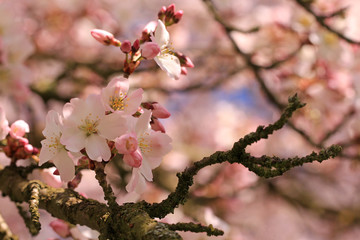 Kirschblüte im April