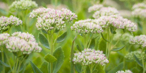 delicate buds of blooming flowers sedum in the summer garden or park