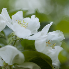 Fototapeta na wymiar apple flowers blooming in summer park
