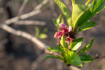 Peach Tree Spring Blossom