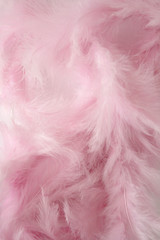 pink feathers texture