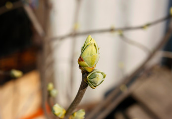 Green buds on branches in spring. Nature and blooming in spring time. Bokeh light background.