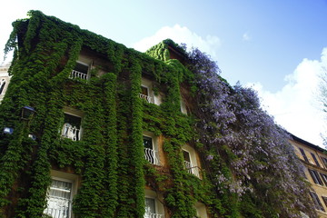 Typical Rome buildin with ivy and wisteria, Lazio, Italia