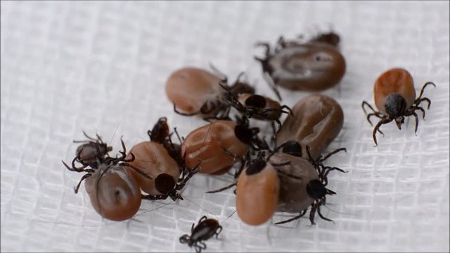 ticks with different sizes on white surface close-up
