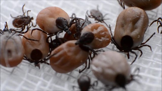 ticks with different sizes on white surface close-up
