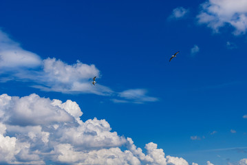 Two seagulls flying in a beautiful blue sky with white clouds as background