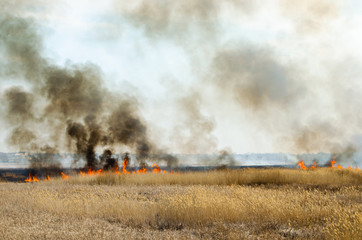 Fototapeta na wymiar Strong fire and smoke, grass and reeds in flames.Black smoke.