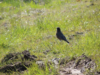 robin in grass