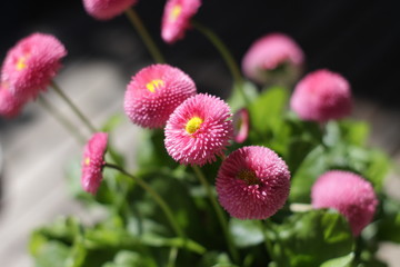 bellis © Hubert